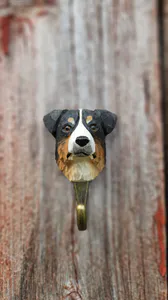 Hovedbilde Krok Australsk gjeterhund